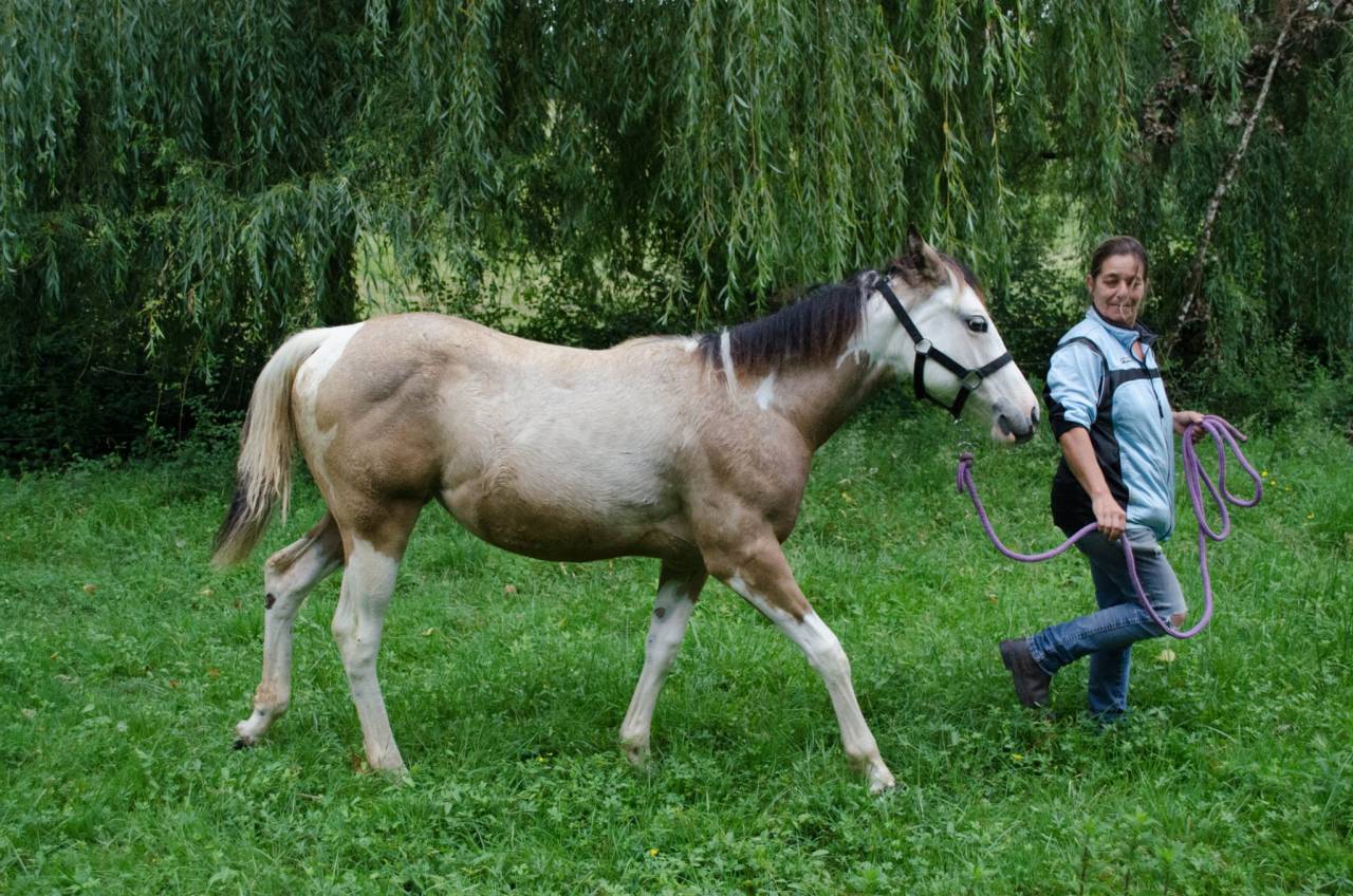 Pouliche paint horse homozygote tobiano 