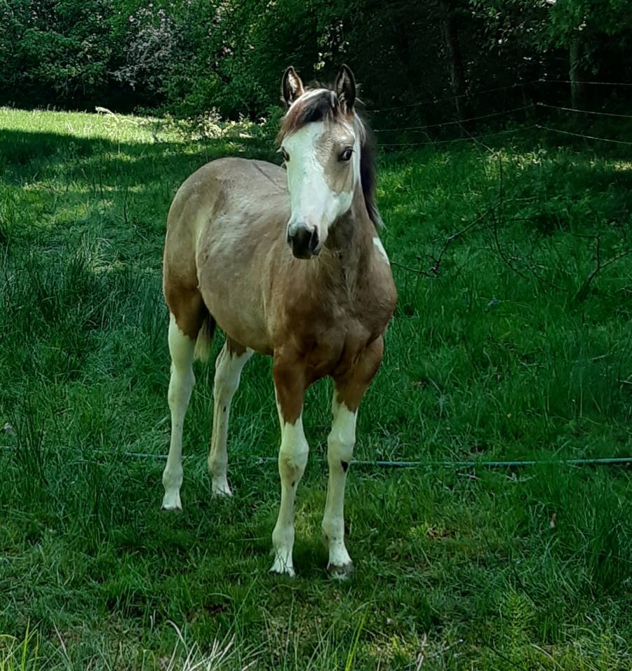 Pouliche paint horse homozygote tobiano 