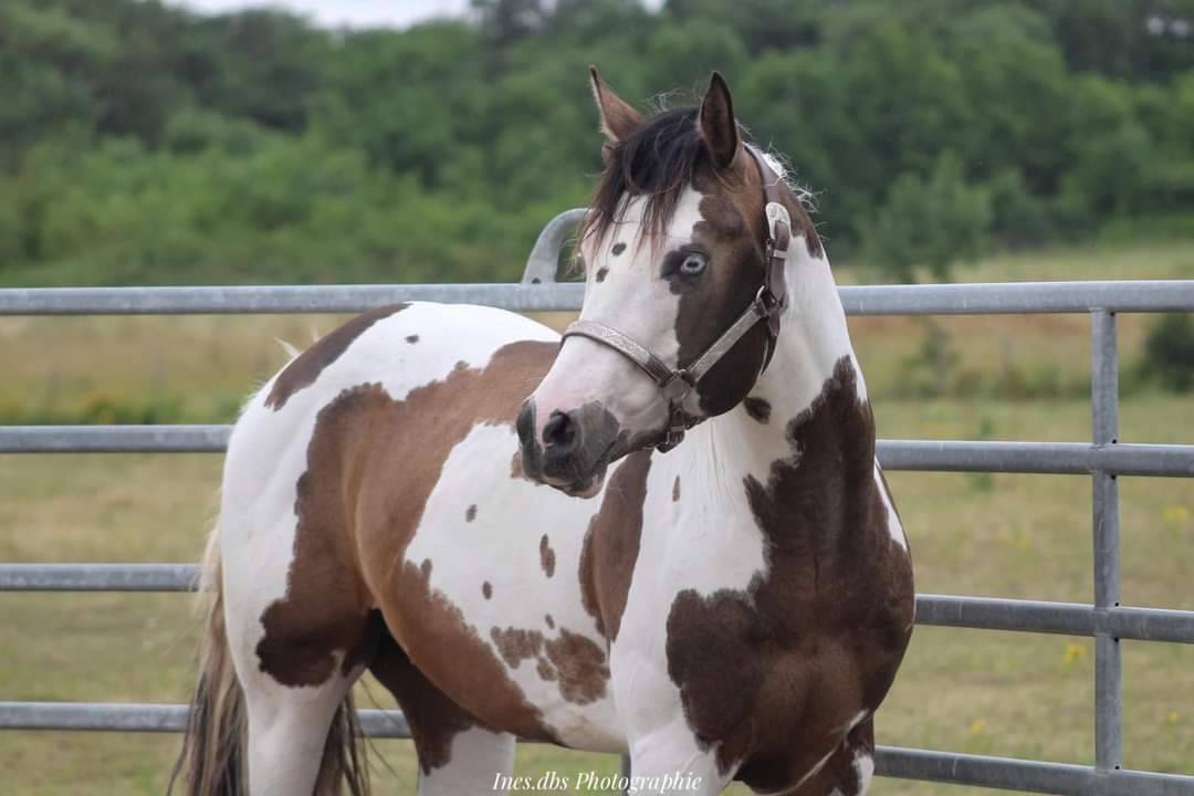 Pouliche paint horse homozygote tobiano 