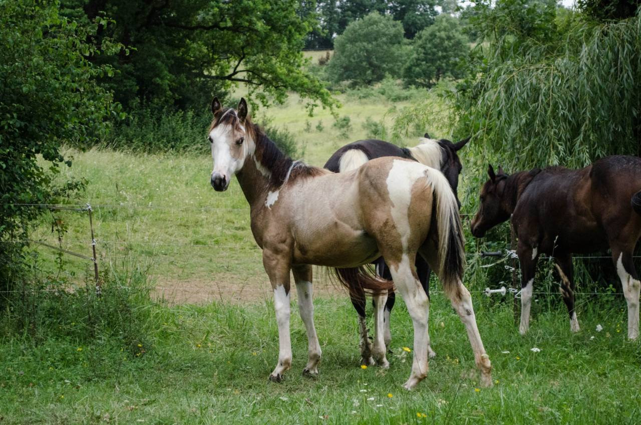 Pouliche paint horse homozygote tobiano 