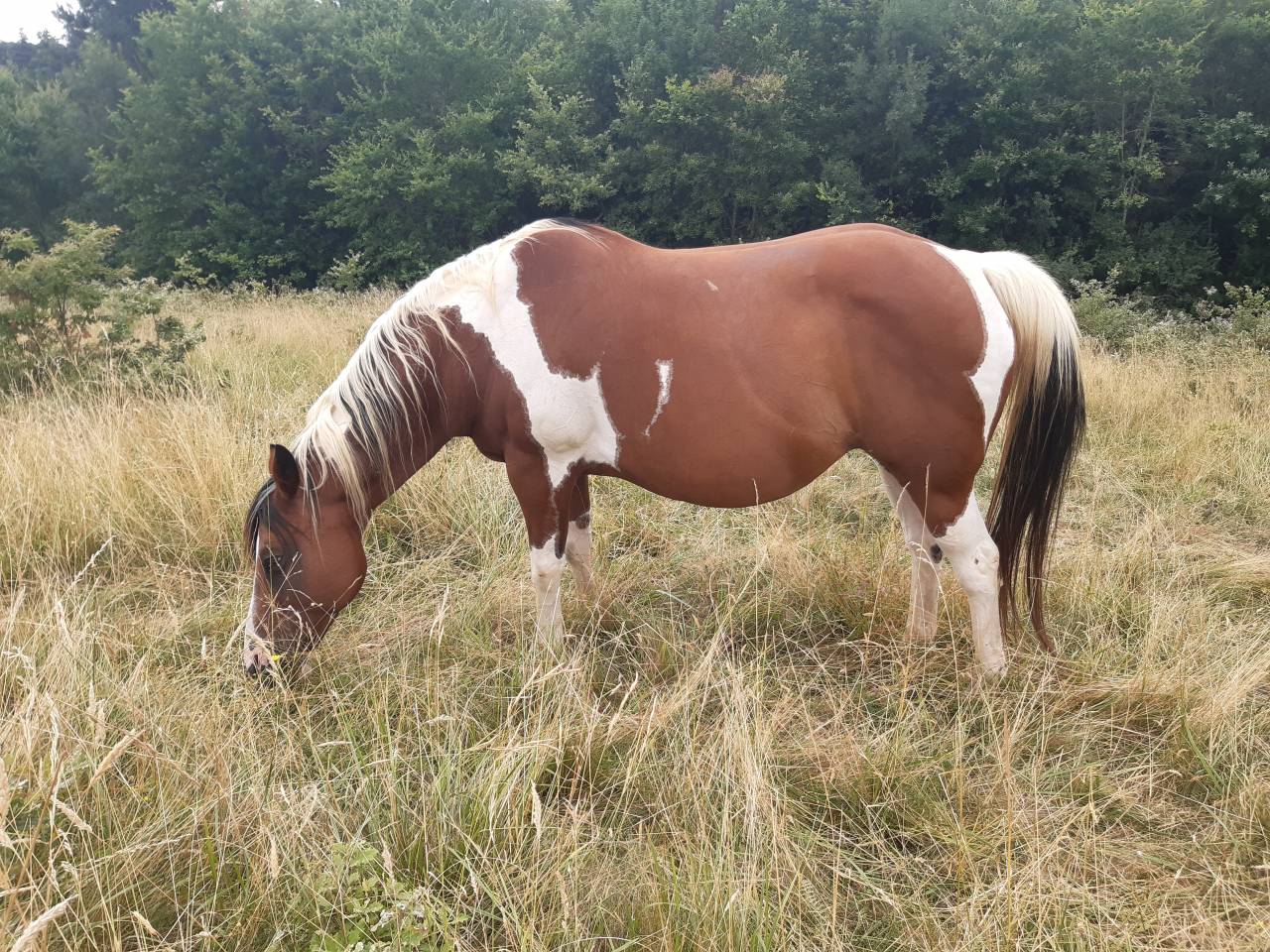 Pouliche paint horse homozygote tobiano 