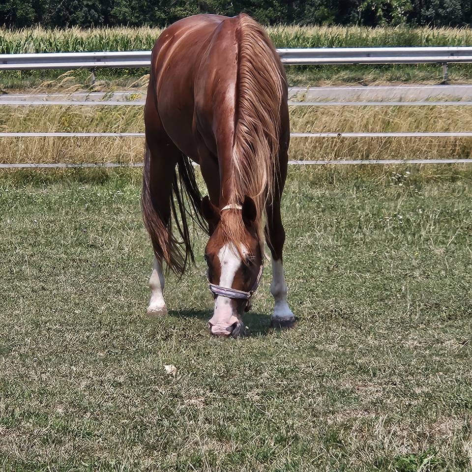 Quarter horse Hongre