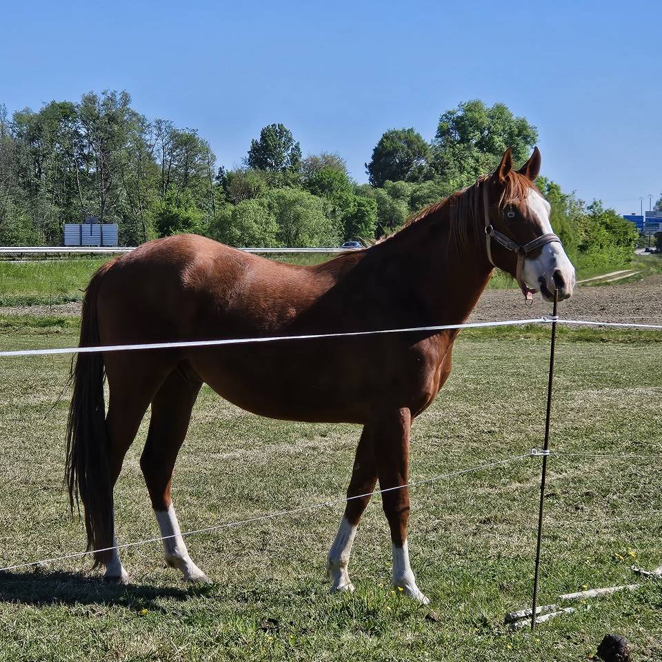Quarter horse Hongre