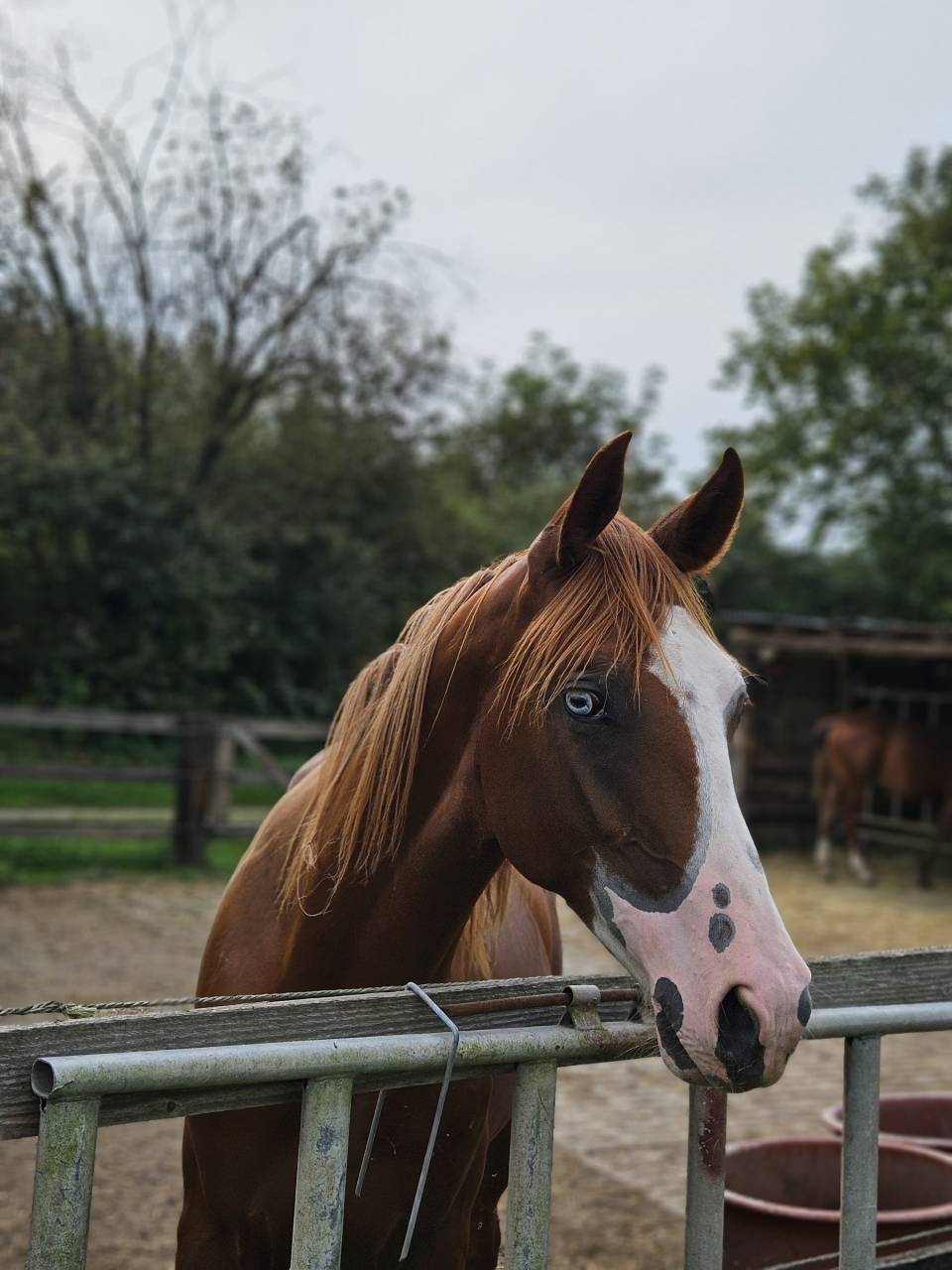Quarter horse Hongre