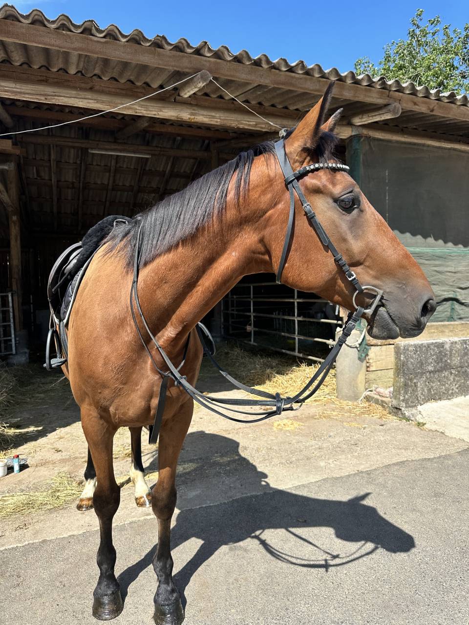Cheval de loisir polyvalent &agrave; vendre 