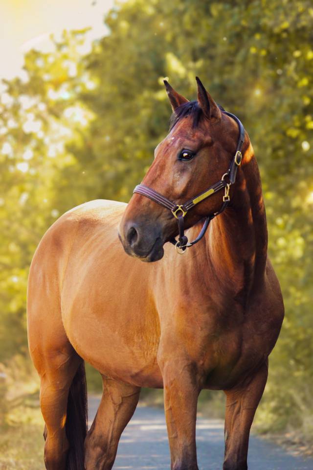 Cheval de loisir polyvalent &agrave; vendre 