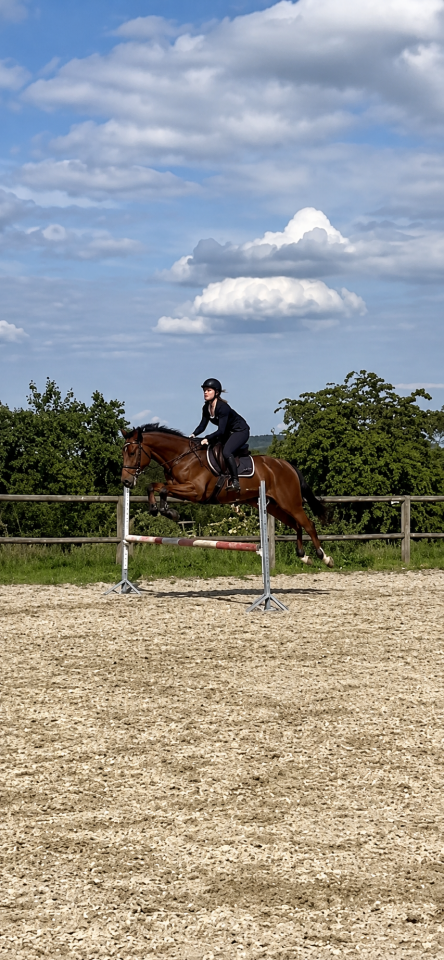 Cheval de loisir polyvalent &agrave; vendre 