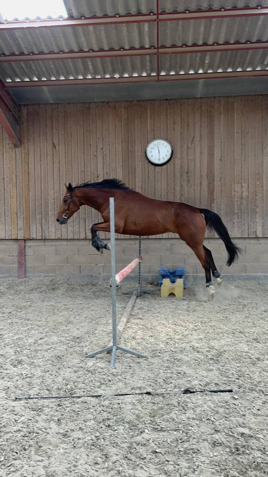Cheval de loisir polyvalent &agrave; vendre 