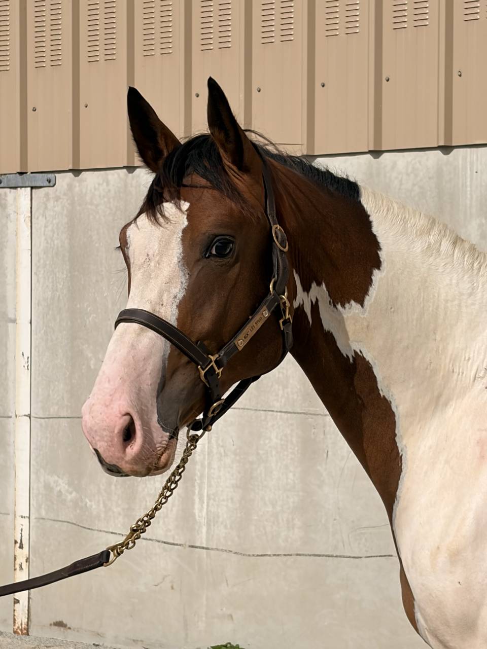 Male 2 ans BWP