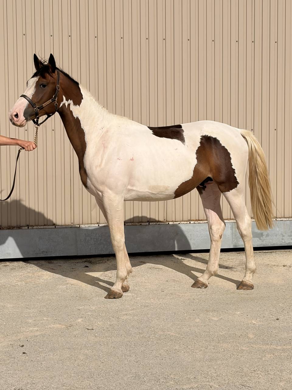 Male 2 ans BWP