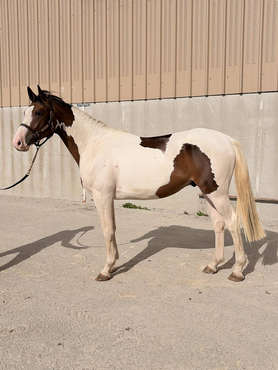 Male 2 ans BWP