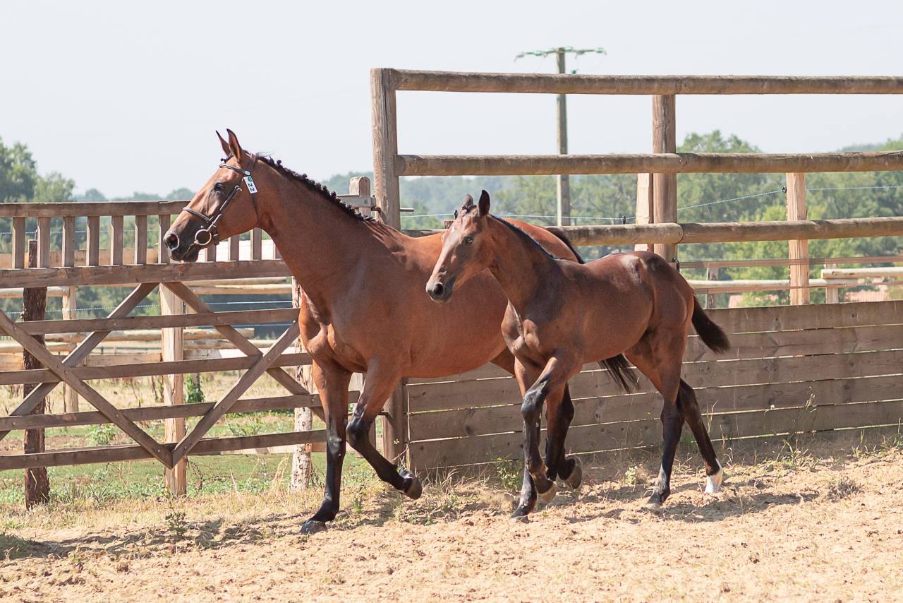 Foal femelle 2026, jument d'avenir