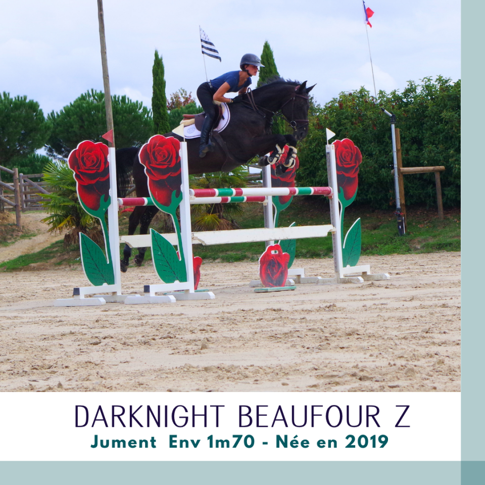 Superbe jument 7 ans CSO Env 1m70