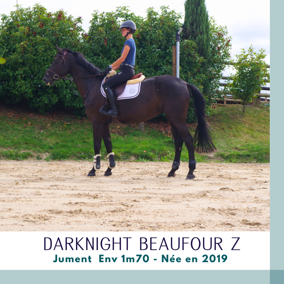 Superbe jument 7 ans CSO Env 1m70