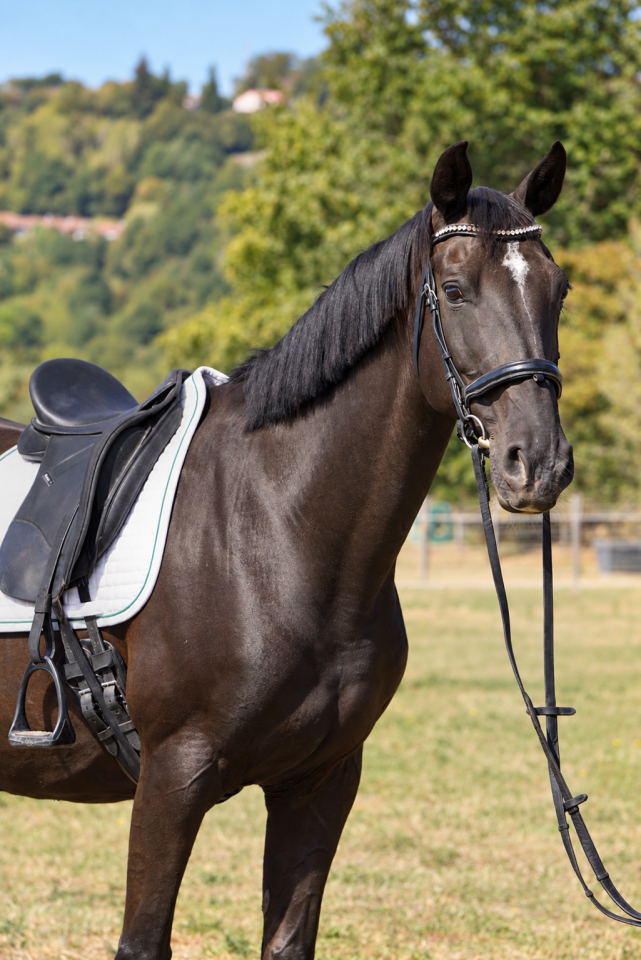 Jument - KWPN - 11 ans  - Dressage - France