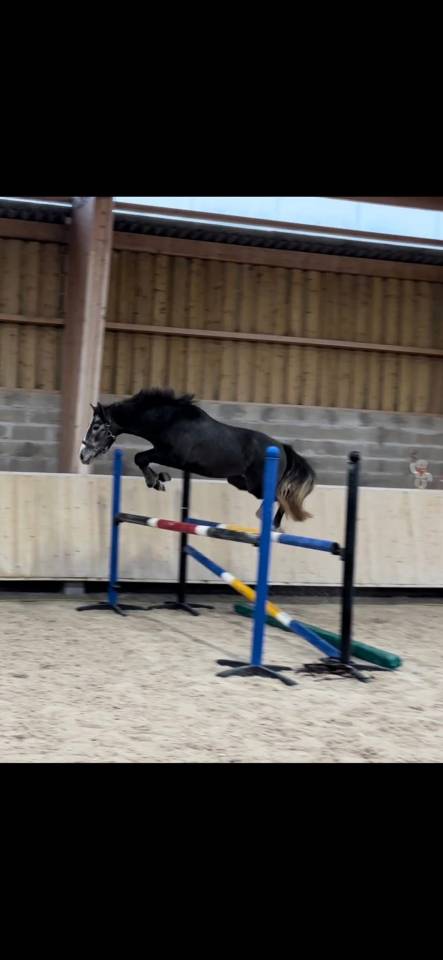 Poney D 3 ans 