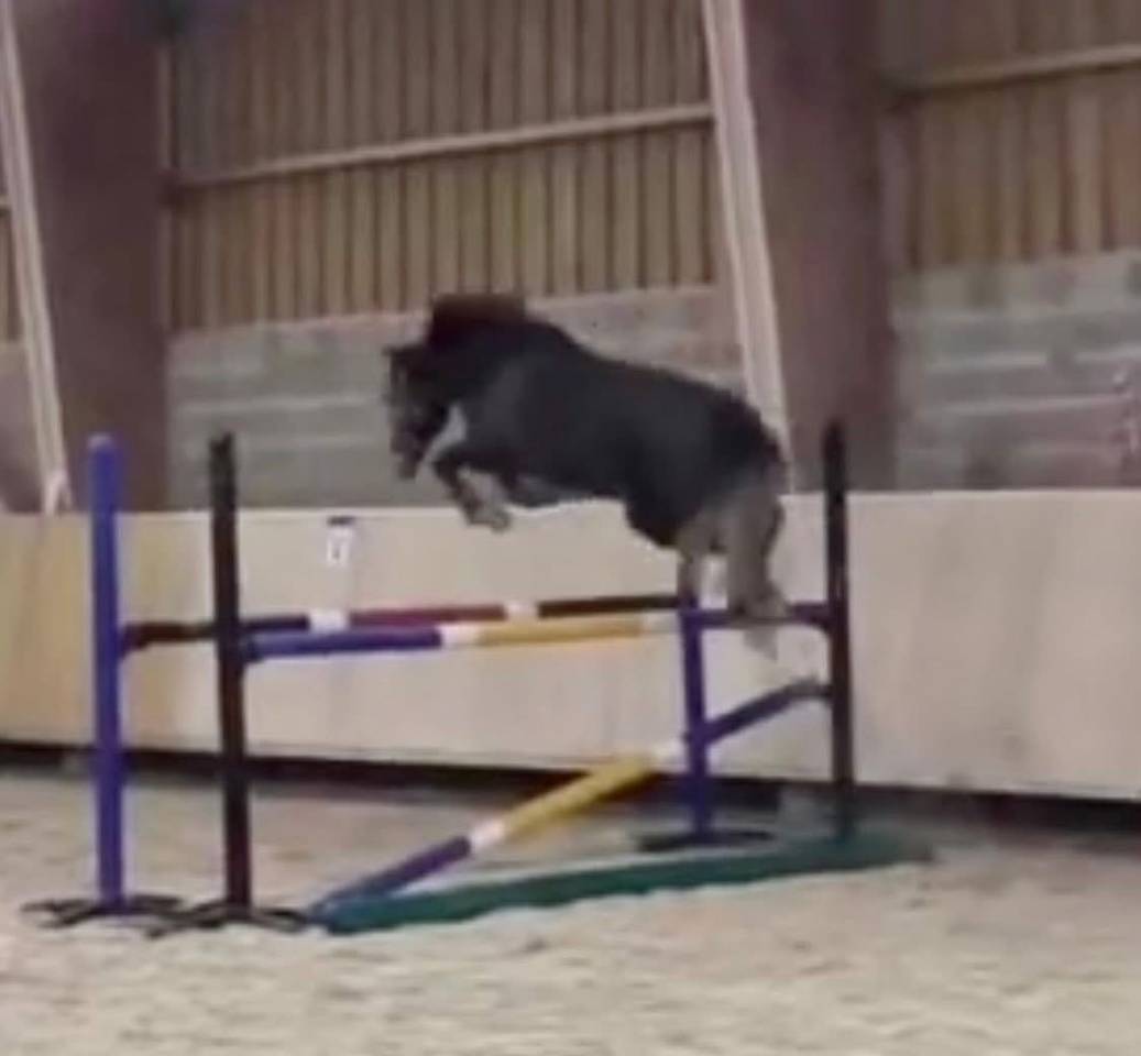 Poney D 3 ans 