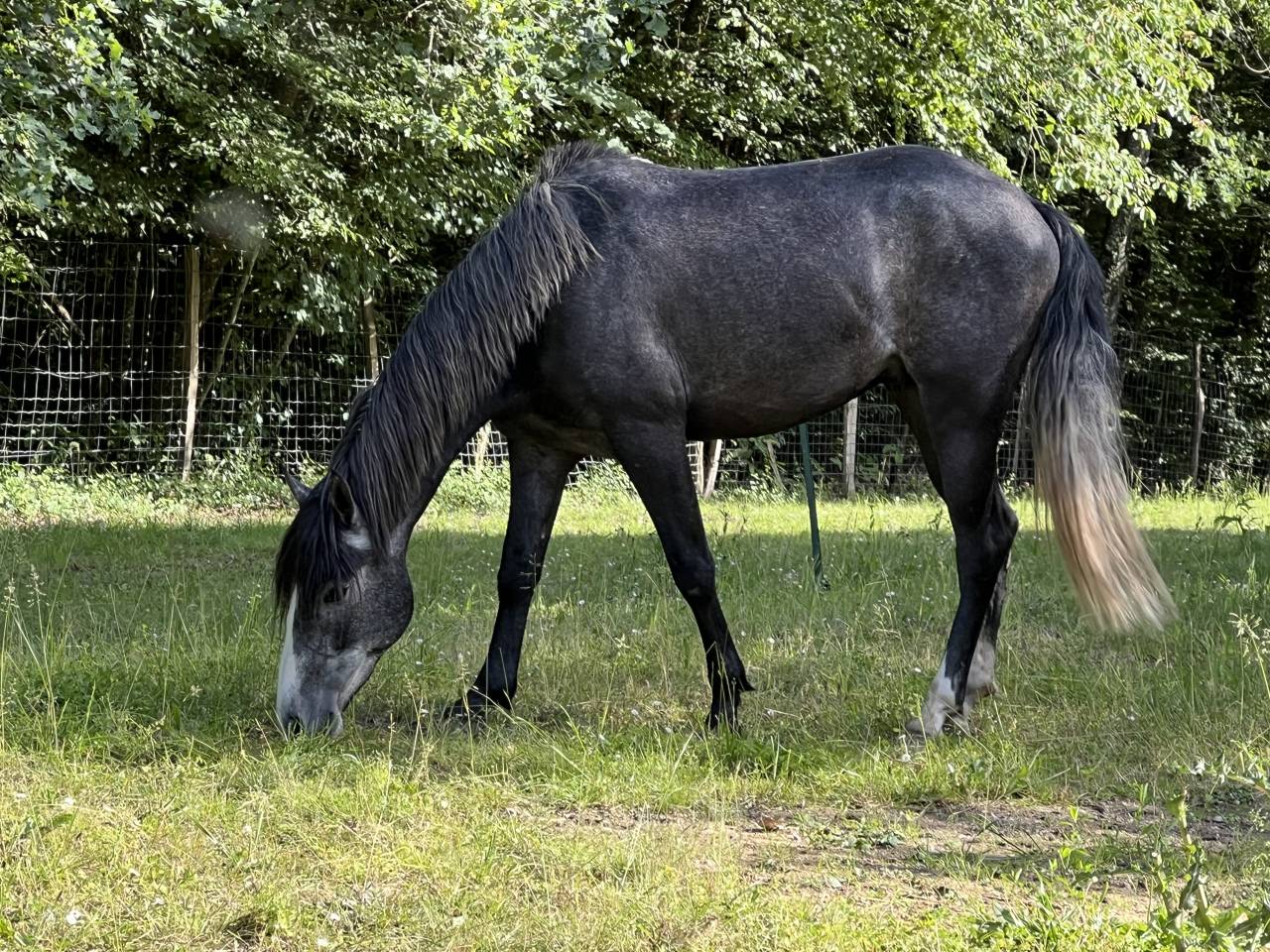 Poney D 3 ans 