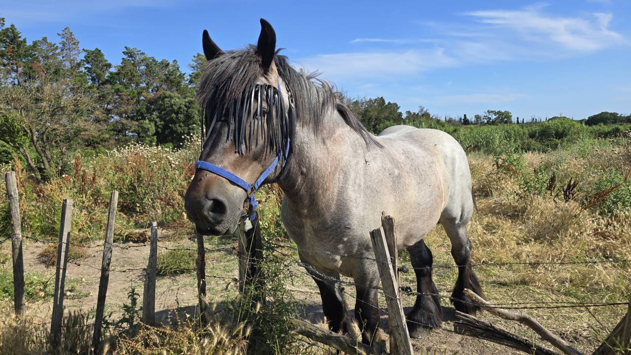 Cheval de trait auxois