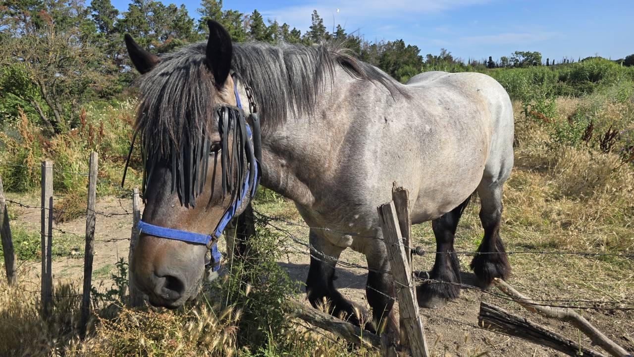 Cheval de trait auxois