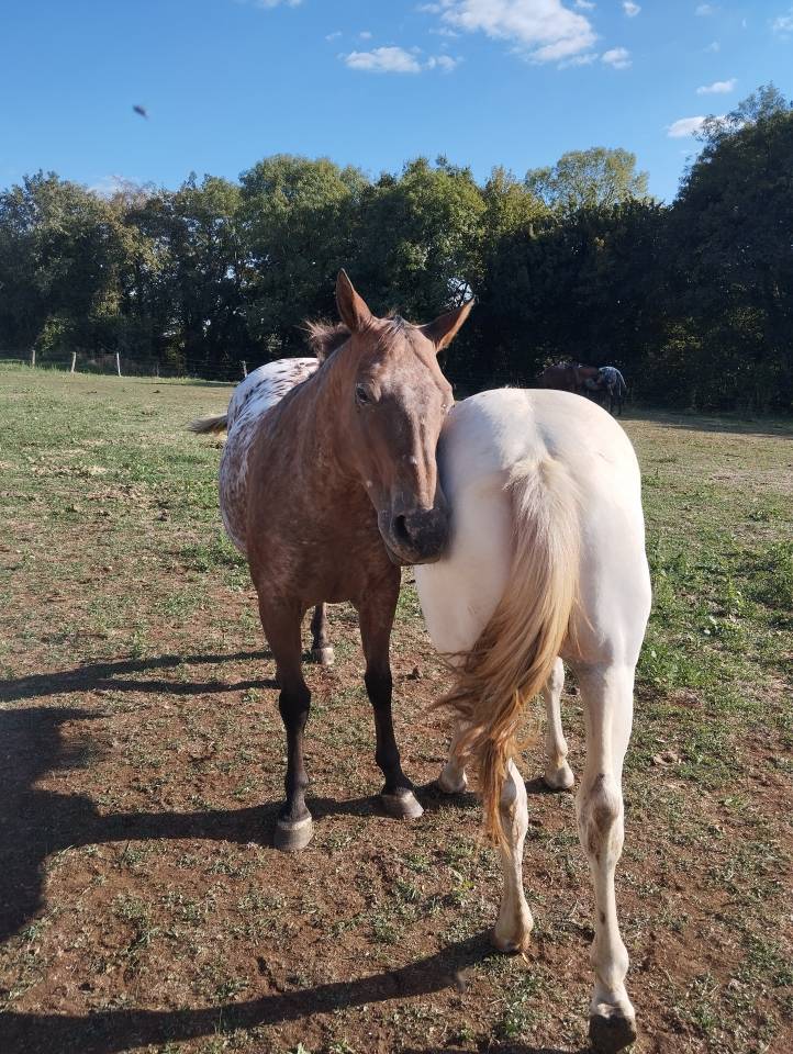 jument appaloosa plein papier am&eacute;ricain &agrave; vendre