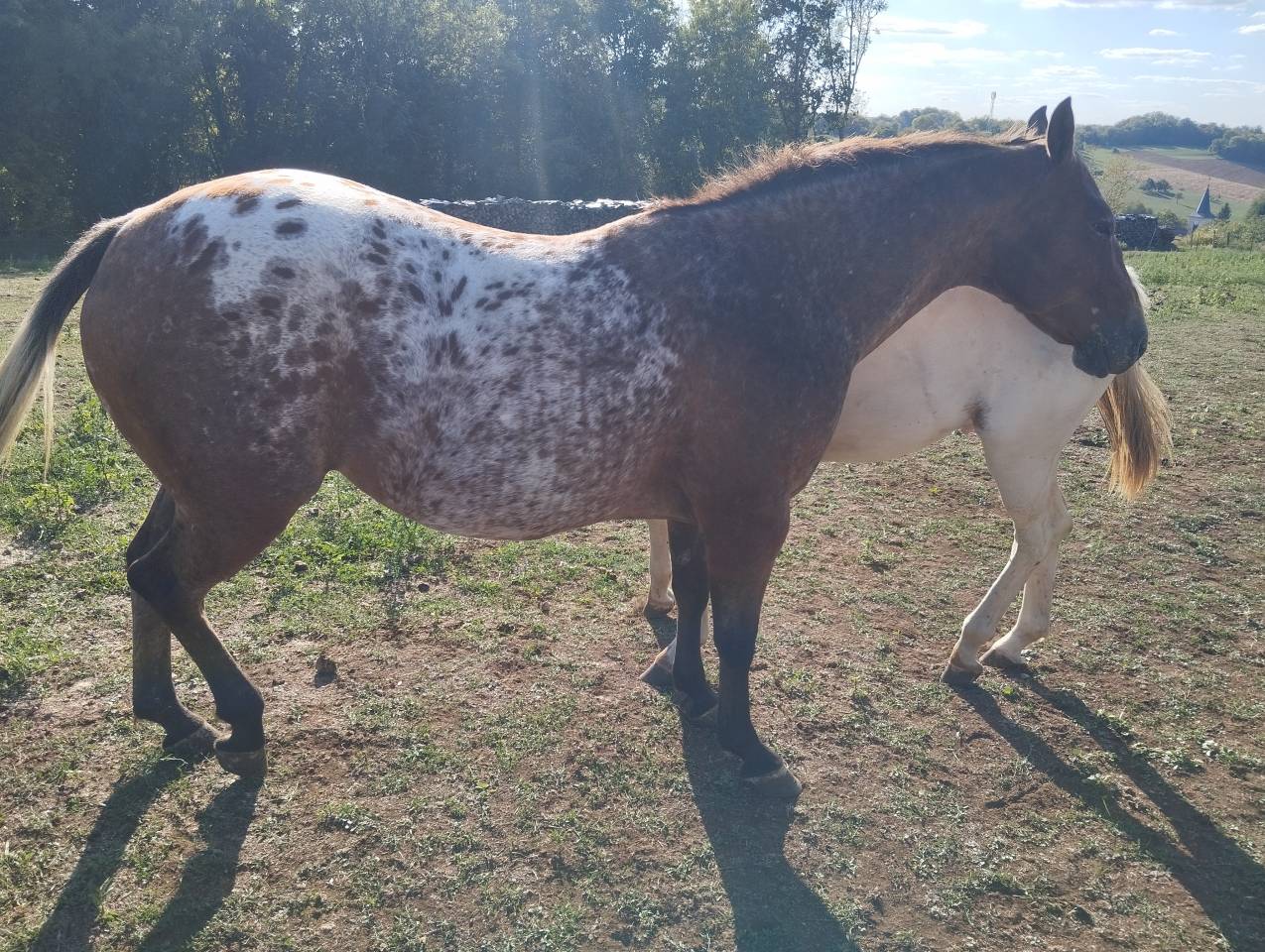 jument appaloosa plein papier am&eacute;ricain &agrave; vendre