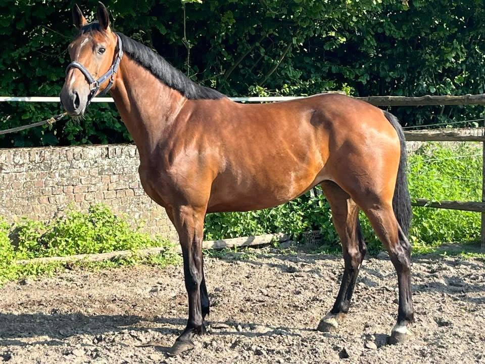 Splendide jument 6 ans, sBs, +- 1m62