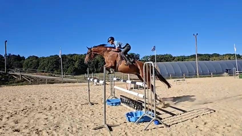 Magnifique hongre 4 ans &agrave; fort potentiel 