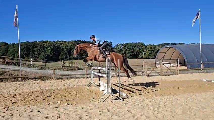 Magnifique hongre 4 ans &agrave; fort potentiel 