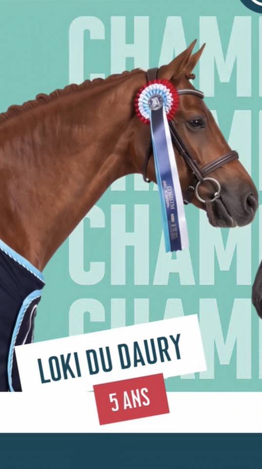 Poney de sport 