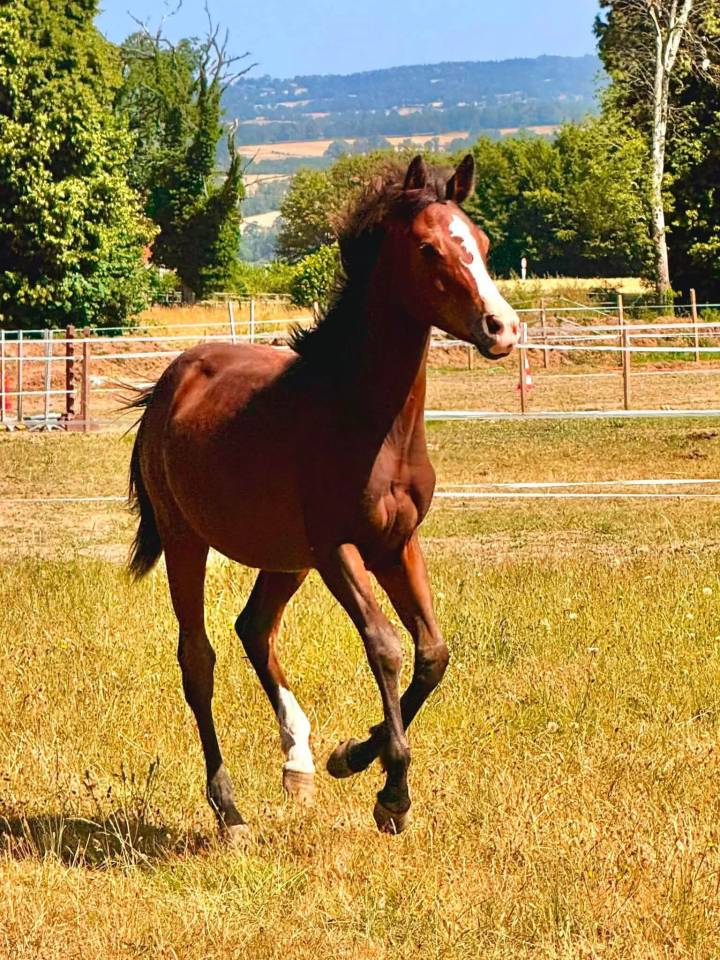 Poulain 2025 OC, Anglo-Arabe X Pur sang arabe 