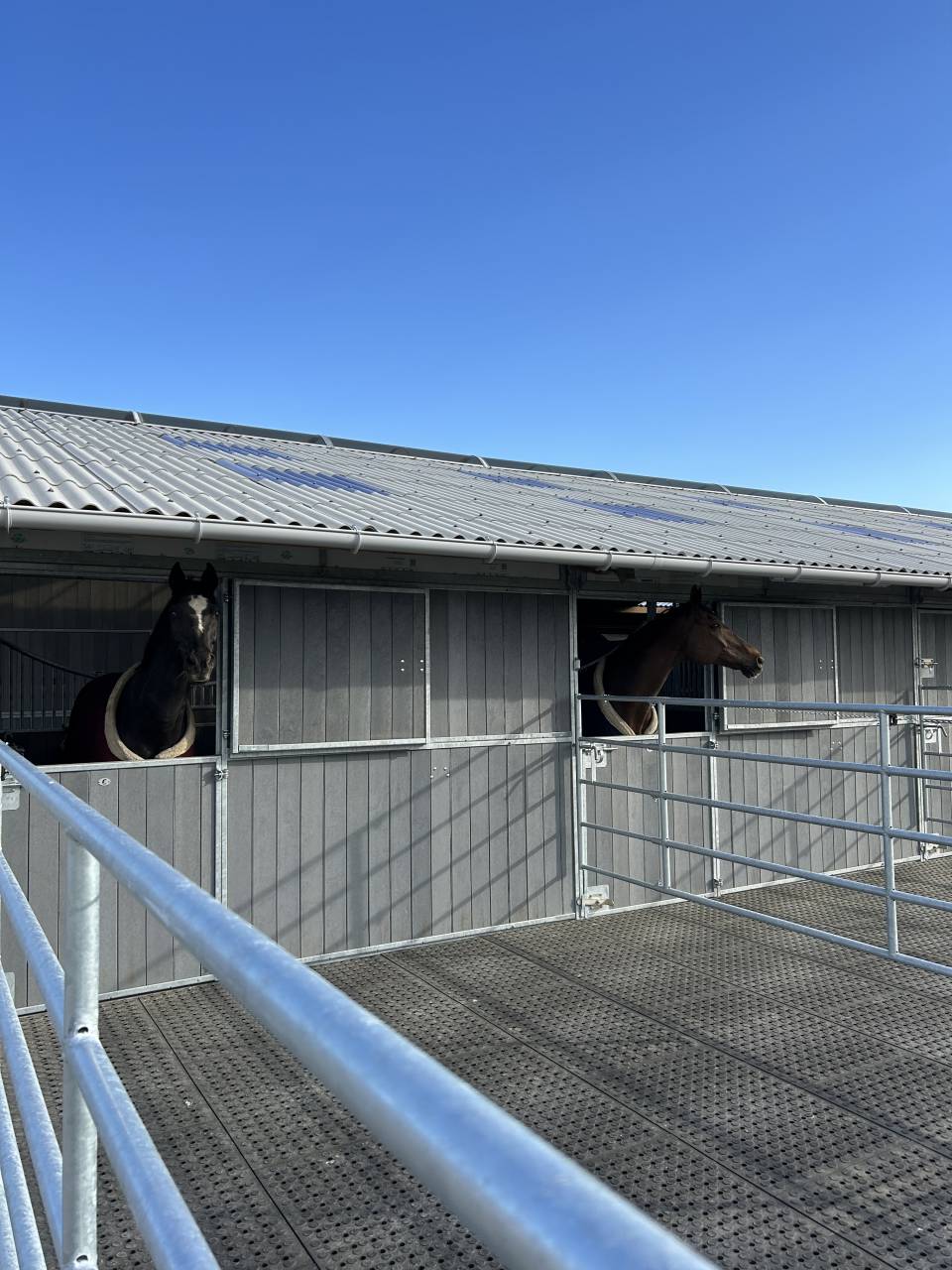 Pension chevaux 