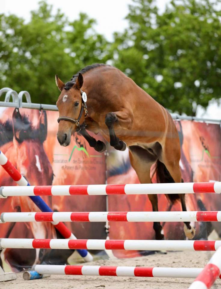 Poney de sport 