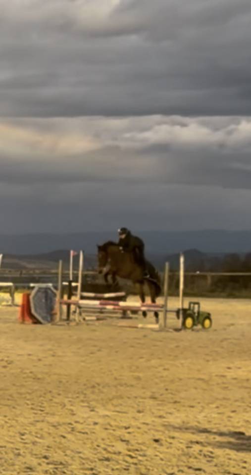 Poney de sport 