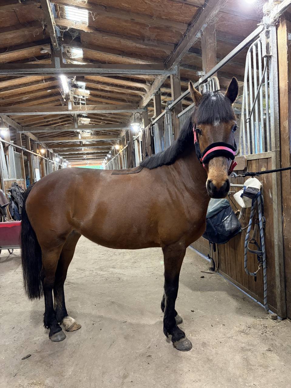 Poney de sport 