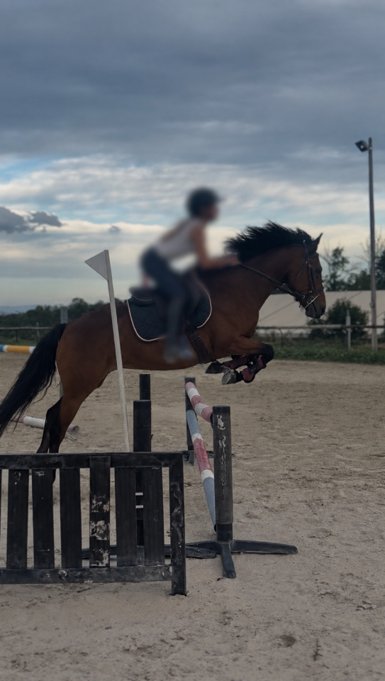 Poney de sport 