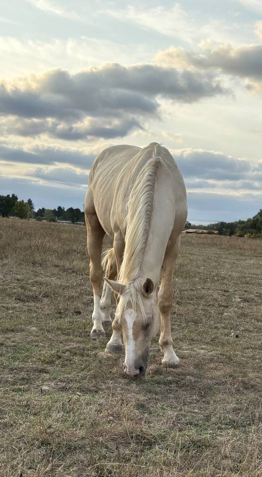Entier OC palomino 2024 par Ugario des Dieux 