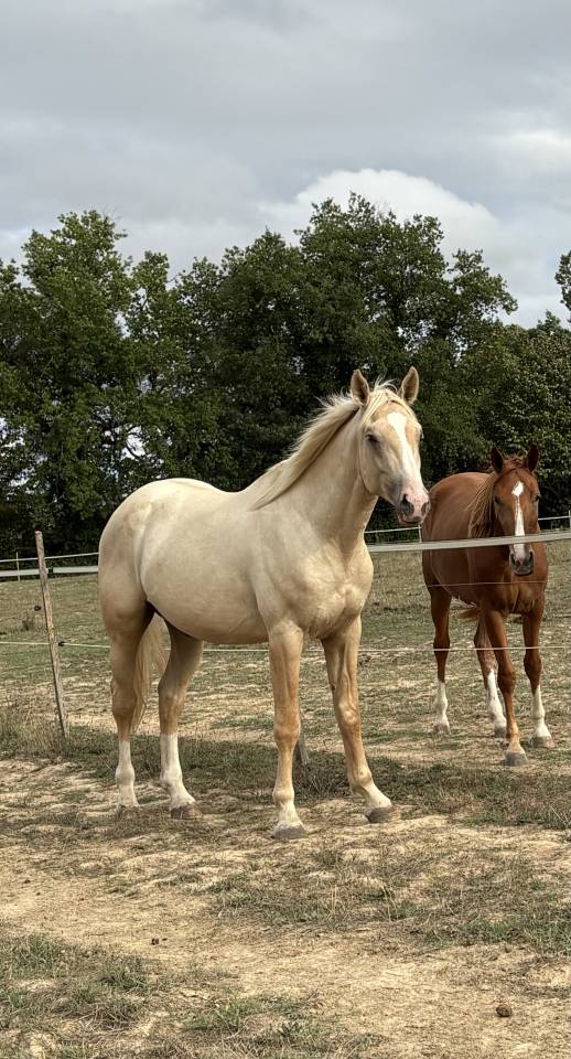Entier OC palomino 2024 par Ugario des Dieux 