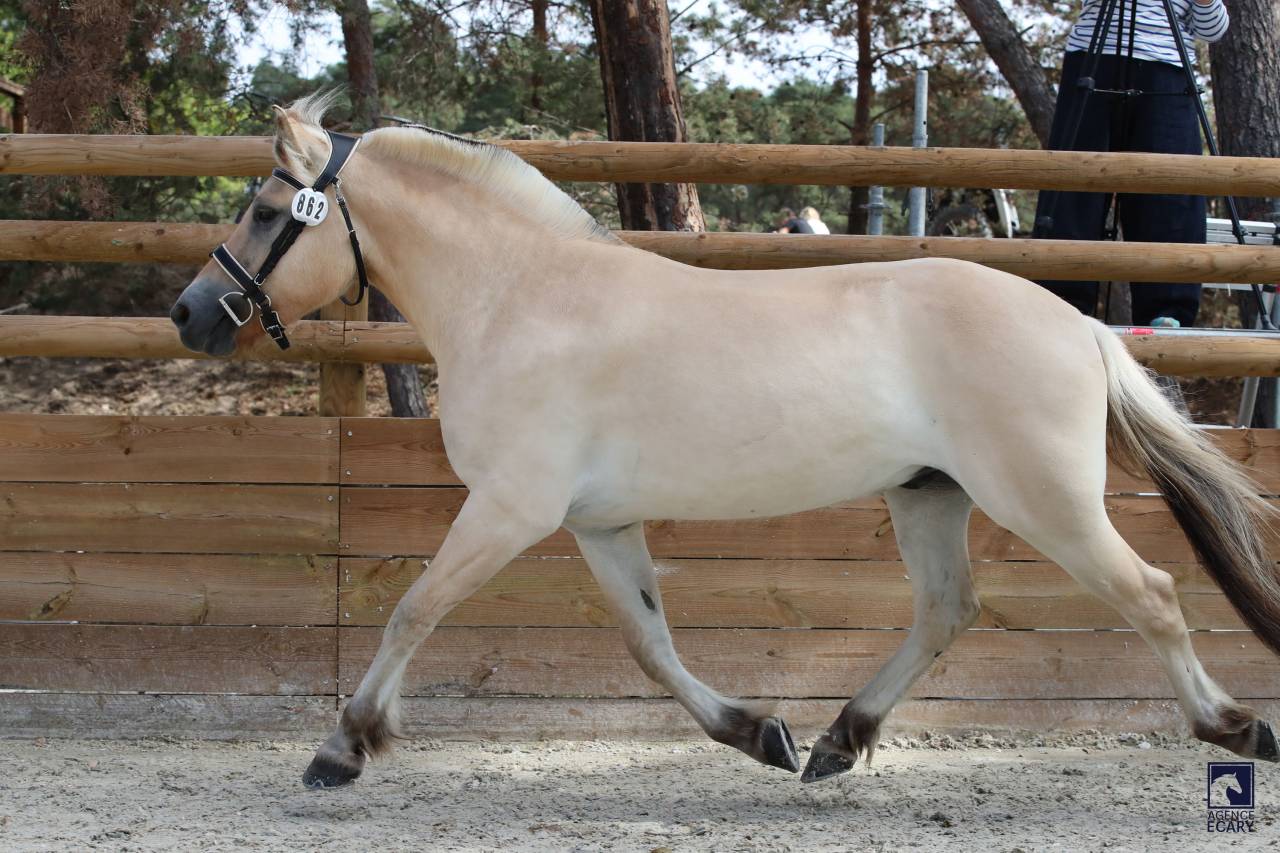 Hongre - Fjord - 3 ans - CSO- CCE- Dressage - France 