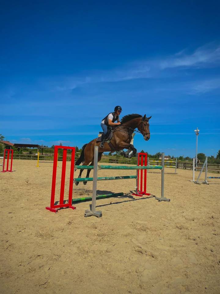 Hongre-Selle Fran&ccedil;ais-9 ans-CSO-CCE-Dressage-France 