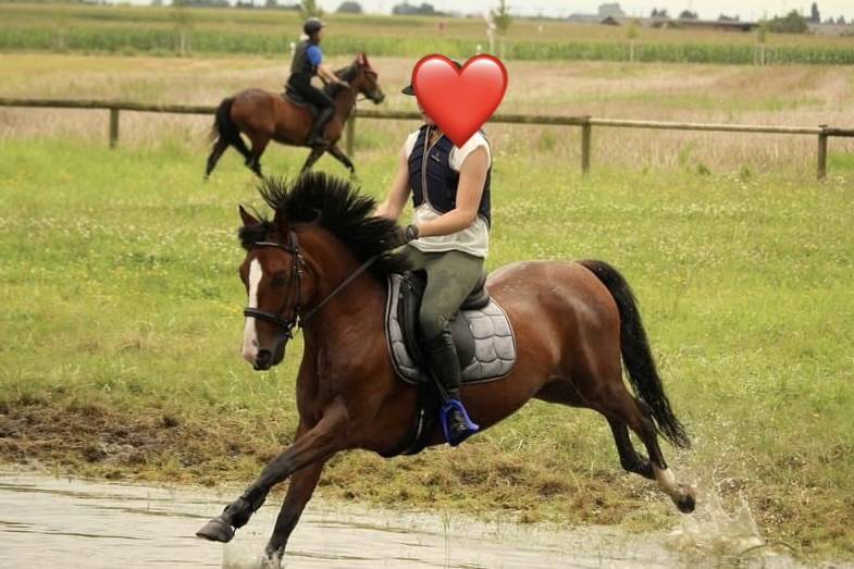 Poney de sport 