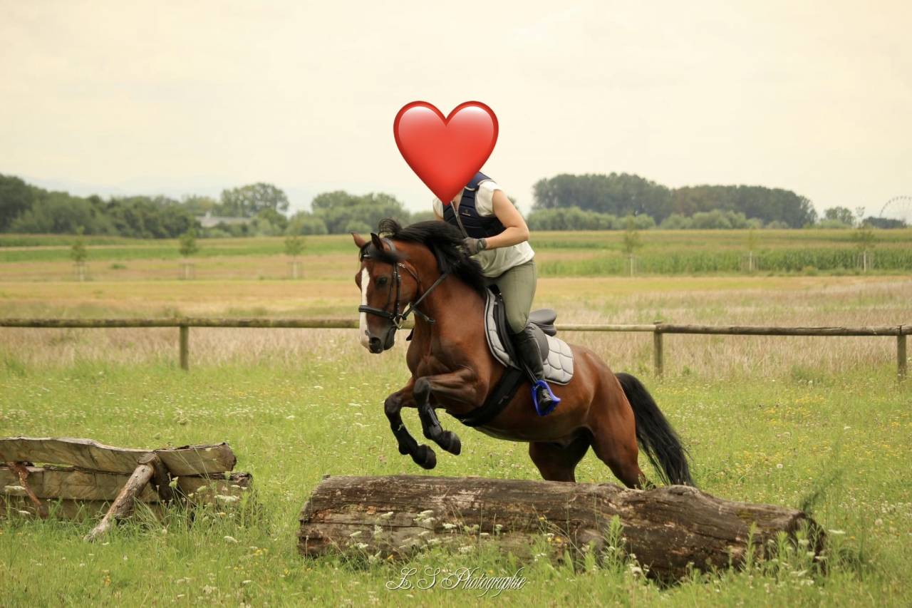 Poney de sport 