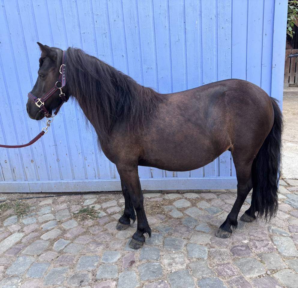 Poney shetland