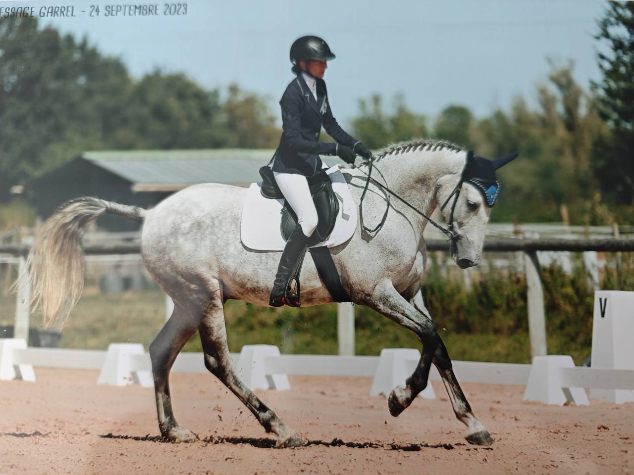Cheval PRE plein papier 