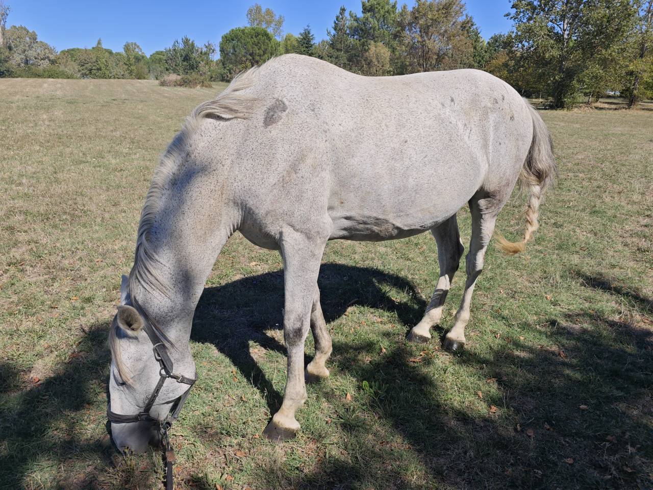 Cheval PRE plein papier 