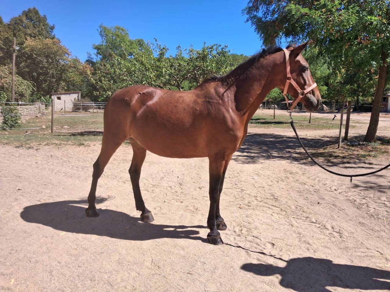 Cheval de club 