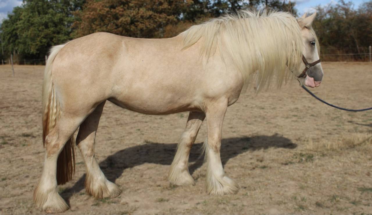 Pouliche palomino Drum Horse Irish x Clydesdale 2 ans 