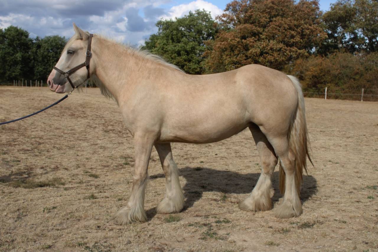 Pouliche palomino Drum Horse Irish x Clydesdale 2 ans 