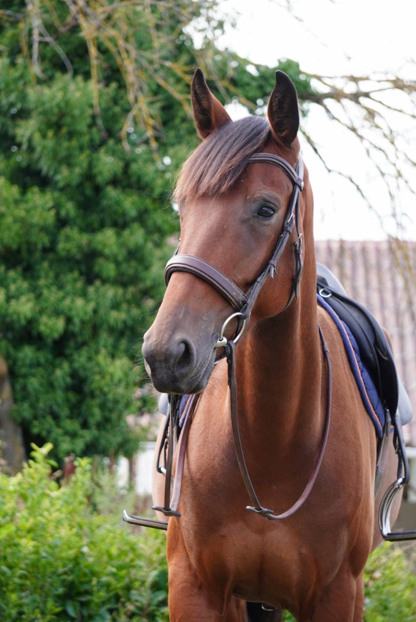 Jument - Selle Fran&ccedil;ais - 4 ans - CSO - Hunter - France