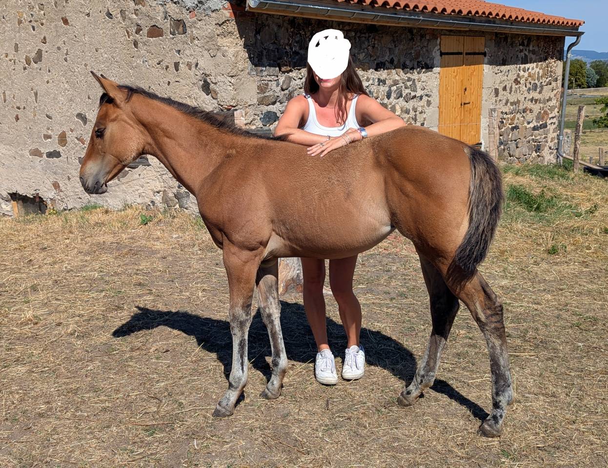 Pouliche Quarter Horse dun 96% fondation
